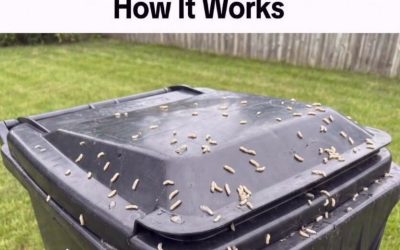 How to Stop Maggots From Taking Over Your Trash Bin